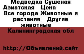 Медведка Сушеная Азиатская › Цена ­ 1 400 - Все города Животные и растения » Другие животные   . Калининградская обл.